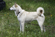 Классные щенки западно-сибирской лайки,  с документами