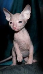 голые котята донского сфинкса