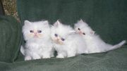Наши красивые детские голубые глаза персидские котята готовы пойти,  чт