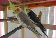 Прямые поставки в зоомагазины оптом экзотических птиц и попугаев Крыма