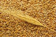 Куплю пшеницу 1, 2 классов от 5000тн ежедневно