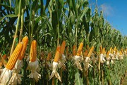 Гибриды семян кукурузы Сингента