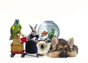 Интернет магазин товаров для животных Зайцы.Онлайн г.Омск