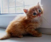 Прелестный рыженький котенок ищет добрые руки!!!