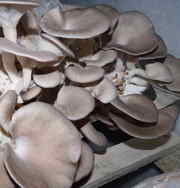 Продам мицелий грибов зерновой Вешенка